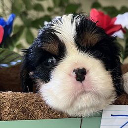 Zippy - Cavalier King Charles Spaniel puppy from Cloud Nine Cavaliers