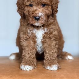 Red collar - Red male Bernedoodle puppy in Fort Wayne, Indiana from Crimson Curl Doodles
