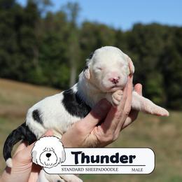 Thunder - Black and white male Sheepadoodle puppy in Cleveland, Tennessee from Narrow Path Old English & Sheepadoodles