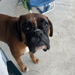 Paisly - Boxer