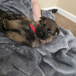 Red Collar - Sable male German Shepherd puppy in Commerce, Georgia from Adams K9