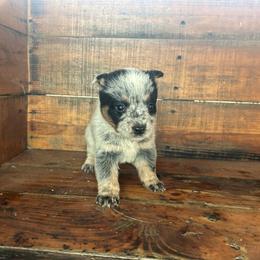 Girl 1 - Blue speckled female Australian Cattle Dog puppy in Mooresboro, North Carolina from Grog Creek Kennel