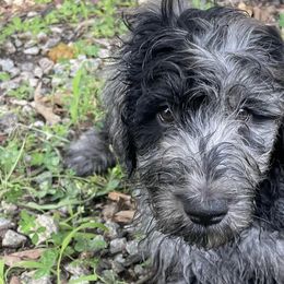 Goldendoodles and Labradoodles from Doodling Around