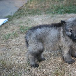 Shiloh Shepherd Puppies from Solace Shilohs