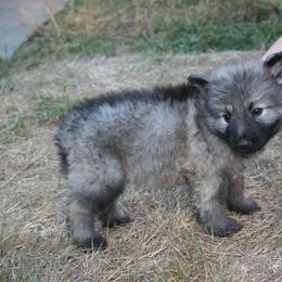 Shiloh Shepherd Puppies from Solace Shilohs
