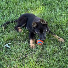 Brazzo, Red Collar Male - Black and tan male German Shepherd puppy in Milan, Illinois from Stonewick German Shepherds