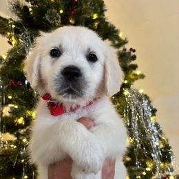 Mercury (red) - Light golden female Golden Retriever puppy in Pahrump, Nevada from Southern Nevada Goldens