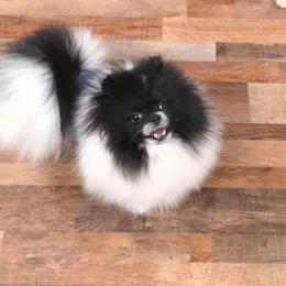 Gabe - Pomeranian