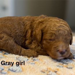 Gray Girl - Red  female Goldendoodle puppy in Vian, Oklahoma from Dog Days Doodles