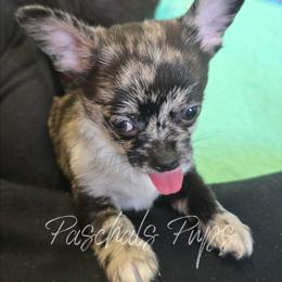 Chicago - Merle male Chihuahua puppy in Bowdon, Georgia from Paschal's Pups