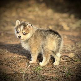 Tinkerbelle teacup toy Pomsky - Wolf sable female Pomsky puppy in Perkins, Oklahoma from A-Dream Pomsky Kennel