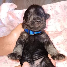 Miniature Schnauzer Puppies from Shenandoah Schnauzers