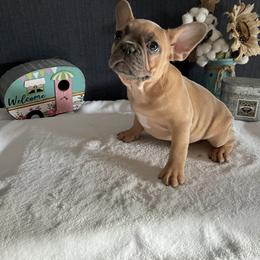 Boston Terrier and French Bulldog Puppies from Findley’s Furbabies