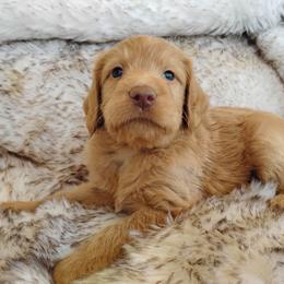 Scout - Caramel male Labradoodle puppy in Apache Junction, Arizona from Loving Doodle