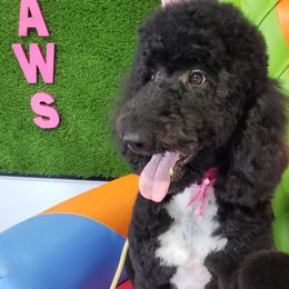 Ellie - Goldendoodle