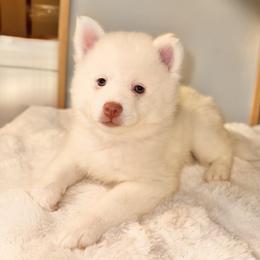 Atlas - White male Pomsky puppy in Lincoln, Nebraska from Blue Heaven Pomsky