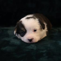 Liberty - Black and tan female Pembroke Welsh Corgi puppy in Arcanum, Ohio from Weissway Corgis