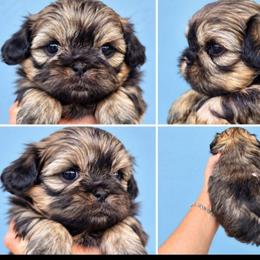 Teddy - Gold male Shih Tzu puppy in Modesto, California from Debbie's Darling Shih Tzus