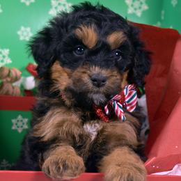 Pebbles - Phantom female Bernedoodle puppy in Ogden, Utah from Salty Point Doodles