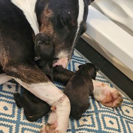 Miss Piggy - Black brindle and white female Miniature Bull Terrier puppy in Hollywood, Florida from Mini Bull Lane