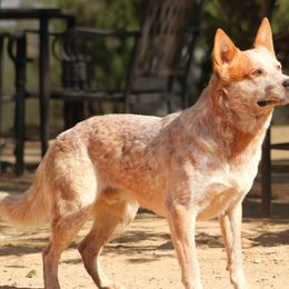 Australian Cattle Dogs from A2 Australian Cattle Dogs