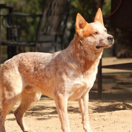Australian Cattle Dogs from A2 Australian Cattle Dogs