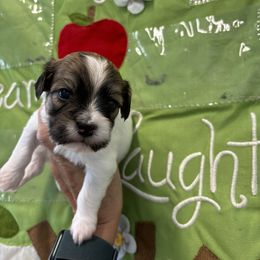 Havanese Puppies from Charlie’s Havanese Angels