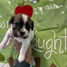 Havanese Puppies from Charlie’s Havanese Angels