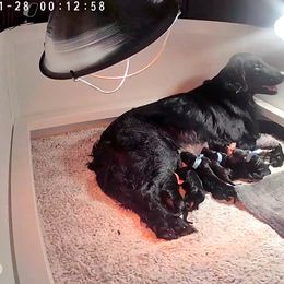 Girl 2 - Black Flat-Coated Retriever puppy in Rogers, Minnesota from Blixthalka Flat-Coated Retrievers
