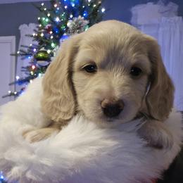 Sophia - Cream female Dachshund puppy in Willcox, Arizona from Tootsie's Tiny Toes