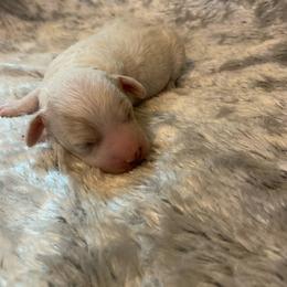 Cosmo - Cream male Goldendoodle puppy in Haddam, Kansas from Golden B Acres