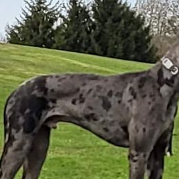 Great Danes from Plum CrazyDanes