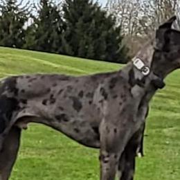 Great Danes from Plum CrazyDanes