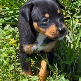Male 3 - Black tan and white male Rat Terrier puppy in Denver, Colorado from K2 RAT TERRIERS (COLORADO)