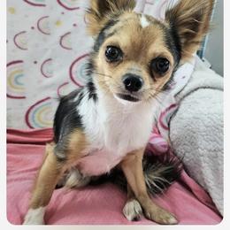 Mr. Marbles - Chihuahua