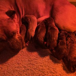 Cane Corso Puppies from Knights of Valor Cane Corso Kennel
