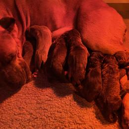 Cane Corso Puppies from Knights of Valor Cane Corso Kennel