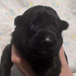Light purple collar - Black female German Shepherd puppy in Oscoda, Michigan from Sstar