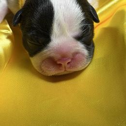 Yellow Ribbon Girl - Black brindle and white female Boston Terrier puppy in Cedar Hill, Texas from Baldwins Boston Terriers
