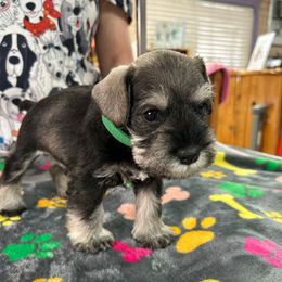 Green - Salt and pepper male Miniature Schnauzer puppy in Bosque Farms, New Mexico from NM Schnauzer Minis