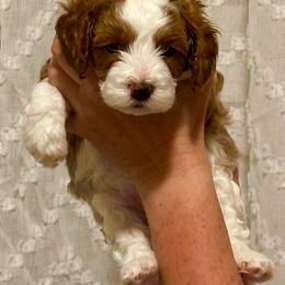 Knox - Tri-color male Cavapoo puppy in Cedar City, Utah from Pearson's Poodles