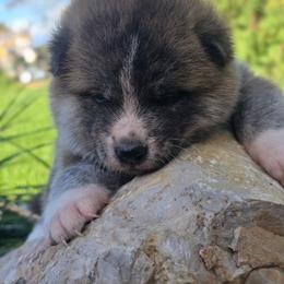 Tiger - Brindle male Japanese Akitainu puppy in Payson, Utah from Havoc Akitas