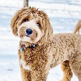 Trixie - Goldendoodle