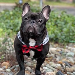 French Bulldogs from Poole Bulldogs