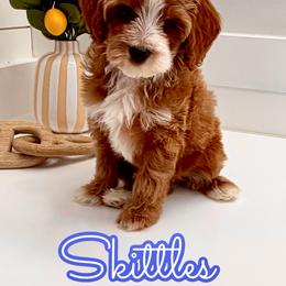 Skittles - Red male Cavapoo puppy in Buford, Georgia from Petite Posh Puppies
