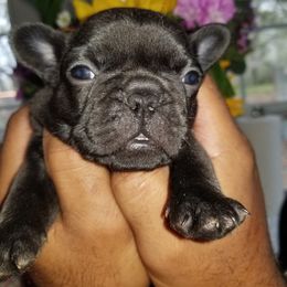 French Bulldog Puppies from Rock Island Frenchies of Texas