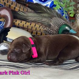 Dark Pink Girl - Chocolate female Labrador Retriever puppy in Plymouth, North Carolina from Duck Creek Kennels