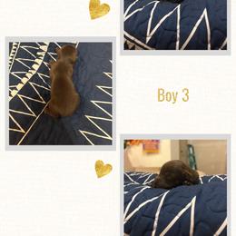 Hayes - Red tri male Miniature Australian Shepherd puppy in Tipton, Indiana from Big Maple Farm