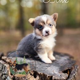 Binx - Gray and white male American Corgi puppy in Cameron, North Carolina from Butts Family Corgis