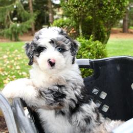 Biscuit-BLUE EYE - Blue merle male Bernedoodle puppy in Apple Creek, Ohio from Cuddle Paws